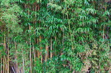 Bambu ormanında bir park