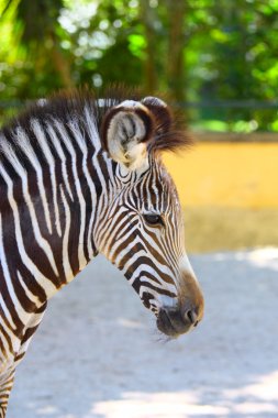 zebra portresi