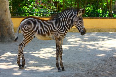 Adorable baby Zebra standing clipart