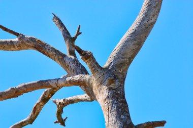 An old dry tree against the blue sky clipart