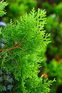 Close-up of pine branches clipart