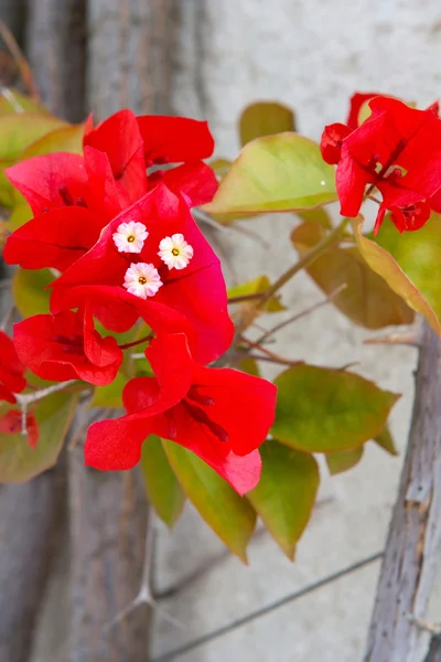 Rama de flor roja —  Fotos de Stock
