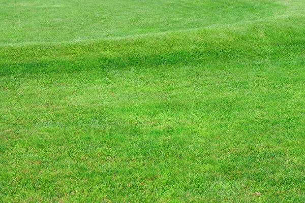 Close up image of fresh spring green grass