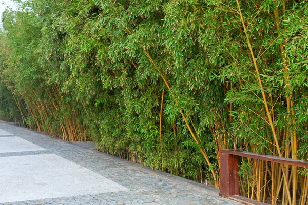 stock image Bamboo forest in a park