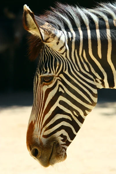 stock image Portrait of zebra