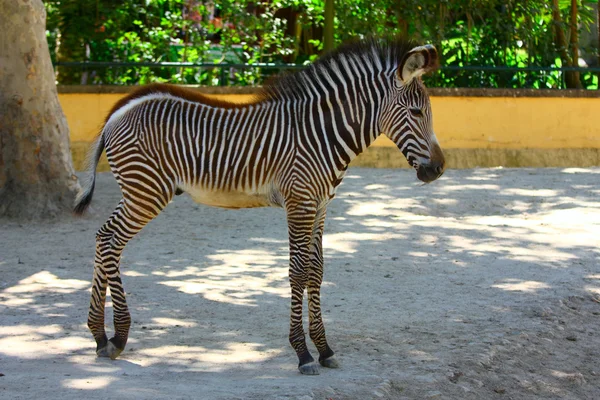 stock image Adorable baby Zebra standing