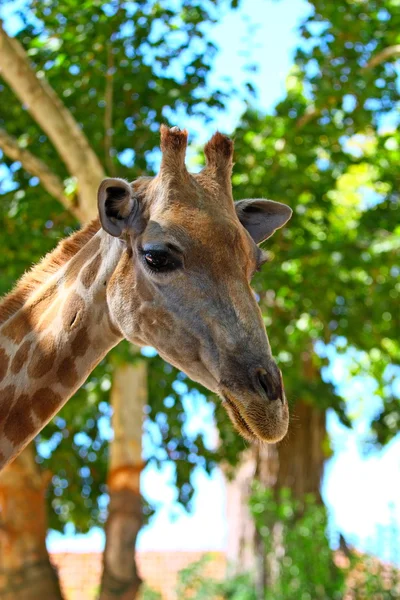 stock image Head of giraffe