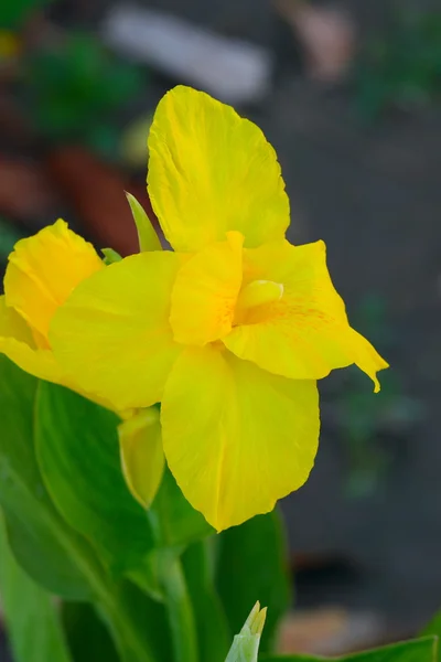 노란 수 선화 — 스톡 사진
