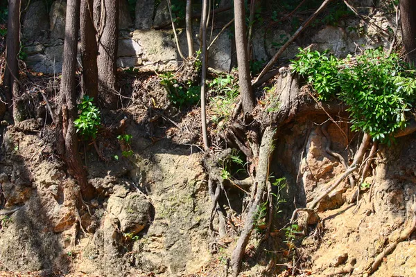 Raíces de árboles expuestas debido a la erosión del suelo —  Fotos de Stock