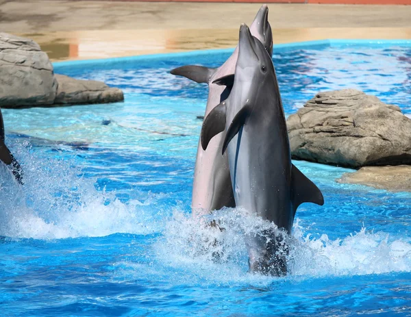 Happy dolphins jumping out of the water — Stock Photo, Image