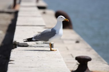 The Sea gull.Blanching sea gull costs on clipart