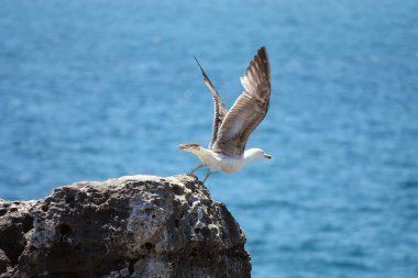 Seagull about to fly off the cliff clipart