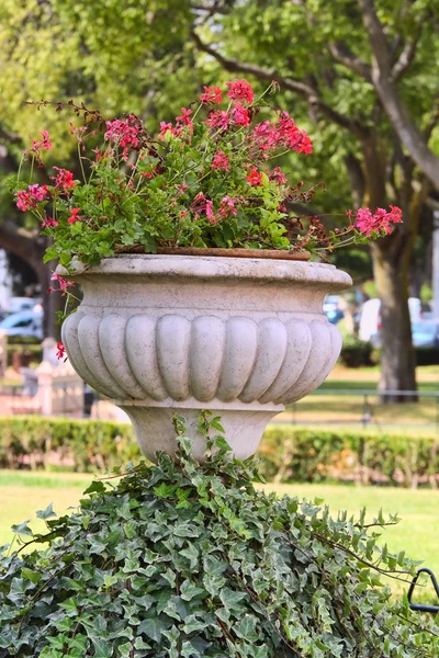 stock image Beautiful red flowers in pot