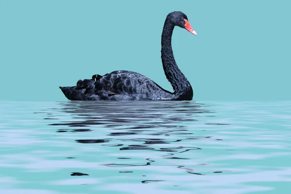 Чёрный лебедь — стоковое фото