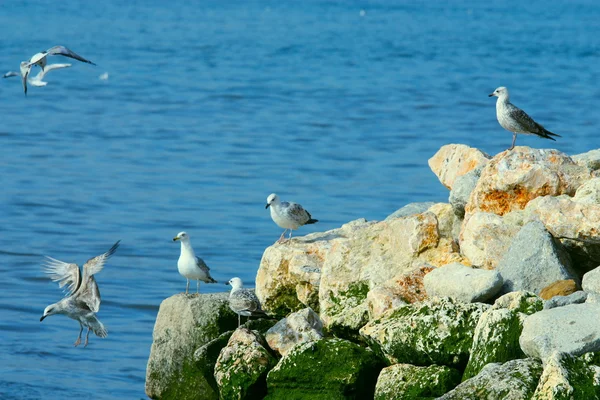 The seagull on sea coast — Stock Photo, Image