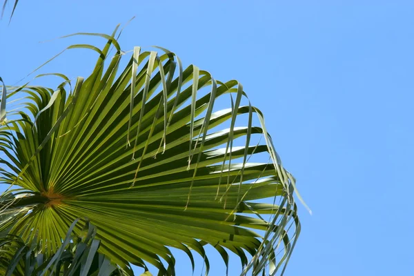 Folhas de palmeiras isoladas em azul — Fotografia de Stock