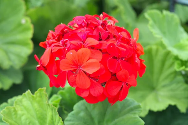 La flor de la margarita roja —  Fotos de Stock