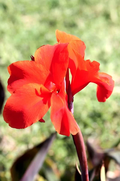 Flor roja —  Fotos de Stock