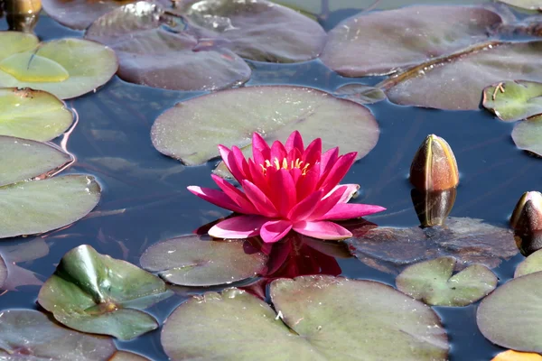 stock image Lotus flower