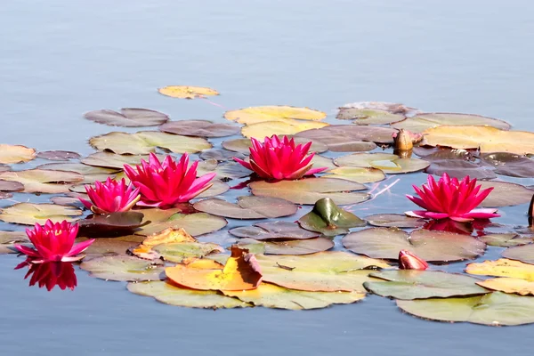 Beautiful water lily — Stock Photo, Image