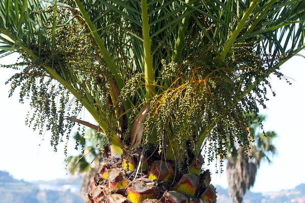 Detalhe da palmeira — Fotografia de Stock