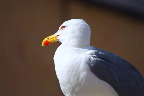 Seagull portrait — Stock Photo, Image