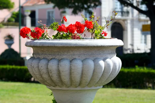 Mooie rode bloemen in pot — Stockfoto