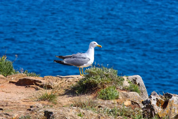 A proud seagull sitting in the sun — Stock Photo, Image