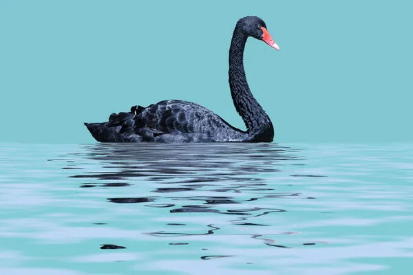 Cisne negro Imagen de archivo