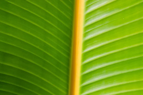 Banana leaf — Stock Photo, Image