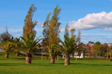 ağaçları ile Şehir Parkı