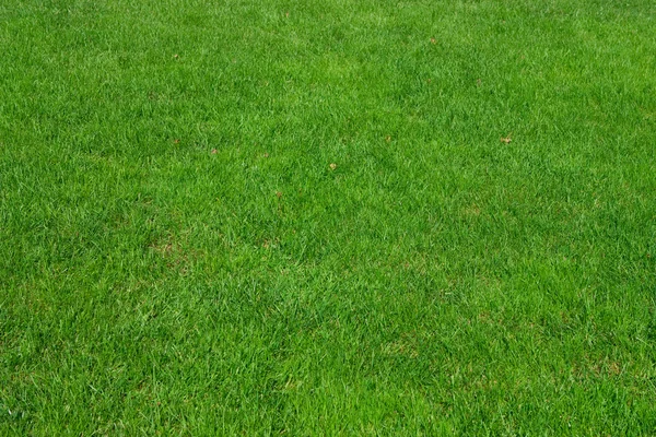 Magnus våren grönt gräs — Stockfoto
