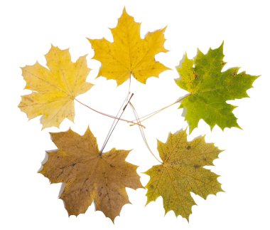 Dry maple leaf is isolated on white clipart