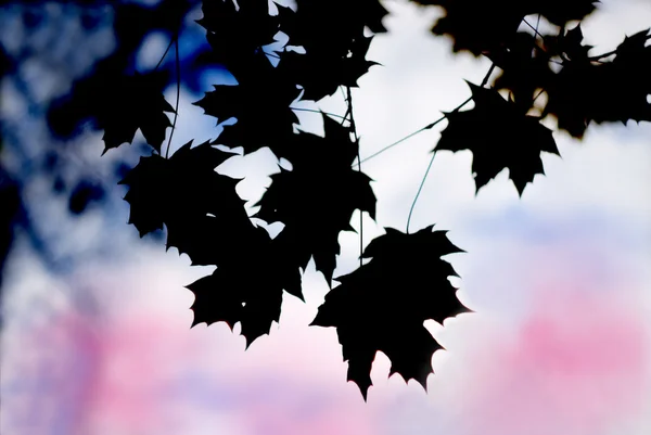 Maple leaf silhouet illustratie — Stockfoto