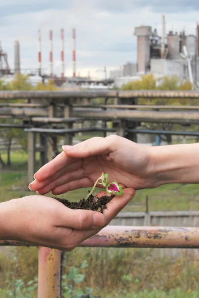 stock image protect little plant