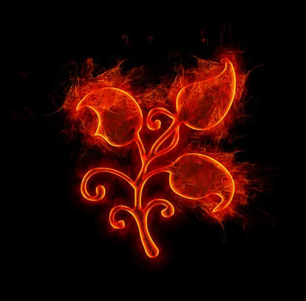 Kwiat ognia na czarnym tle — Zdjęcie stockowe