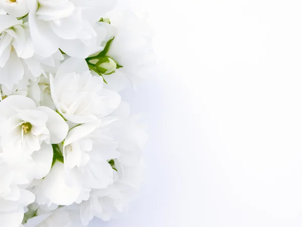 Flower white background Stock Photos, Royalty Free Flower white background  Images | Depositphotos