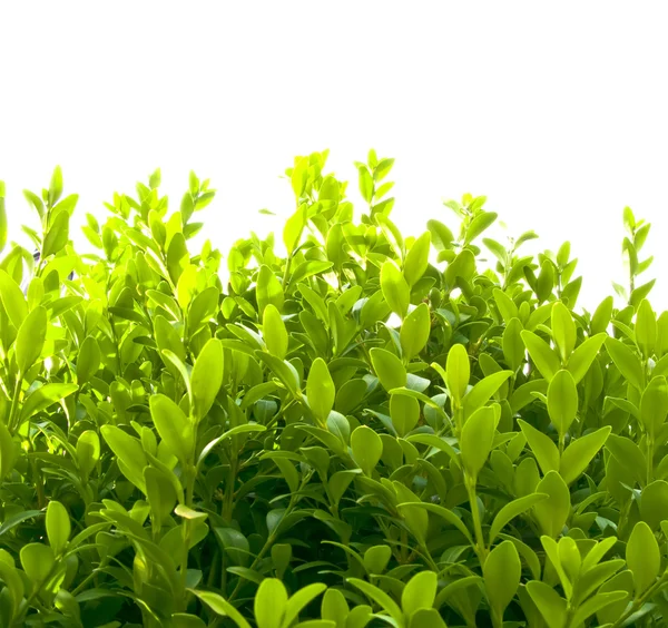 Mladé zelené listy — Stock fotografie