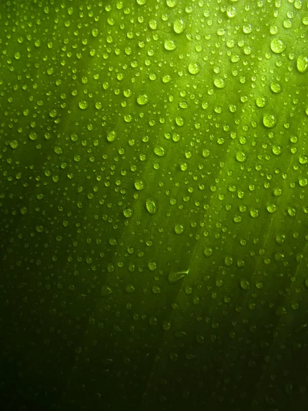 Folha verde com gotas de orvalho — Fotografia de Stock