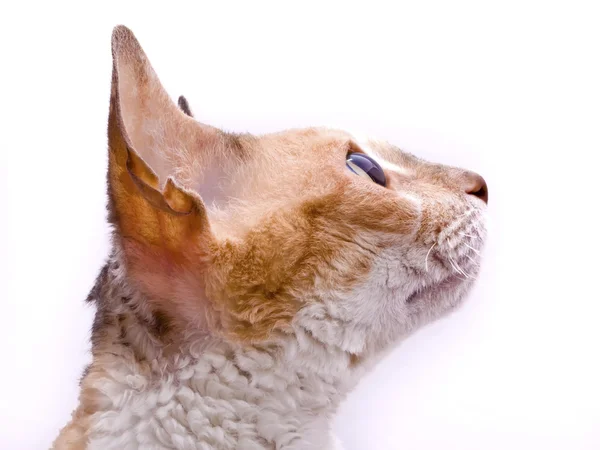 Кот в профиле — стоковое фото