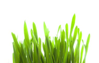 Green Grass clipart