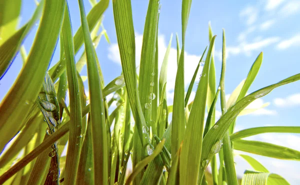 Hierba verde en rocío matutino —  Fotos de Stock