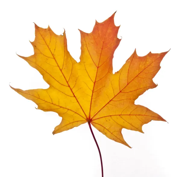 Fallen Maple Leaf — Stock Photo, Image