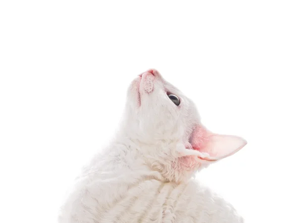 Gatinho branco olhando para cima — Fotografia de Stock