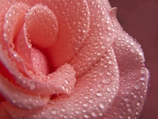 Vacker rosa ros i morgondagg — Stockfoto