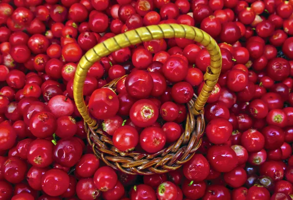 Basket Full of Cowberries — стокове фото