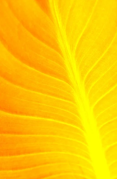 Yellow Leaf — Stock Photo, Image