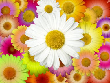 Beautiful Chamomile Background clipart