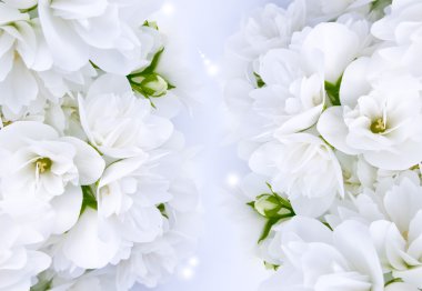 Beautiful White Jasmine Flowers clipart