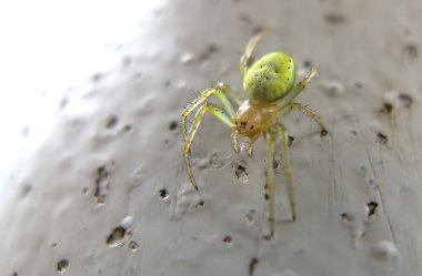 Close-up of a Six-Eyed Green Spider clipart